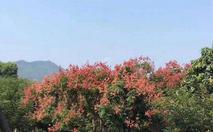 10公分栾树批发基地哪里有