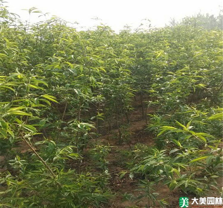 毛桃树