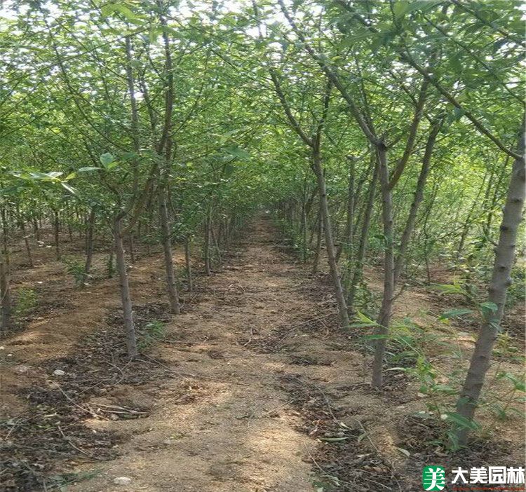 毛桃树