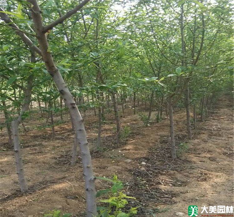 毛桃树
