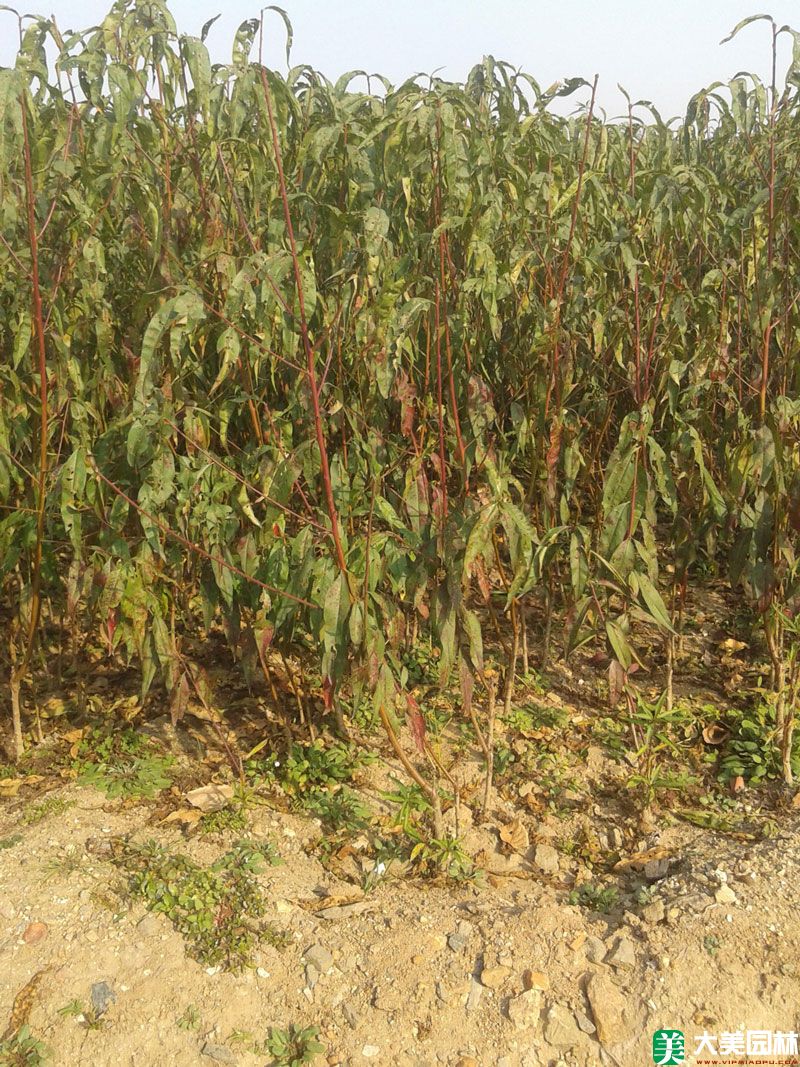毛桃树