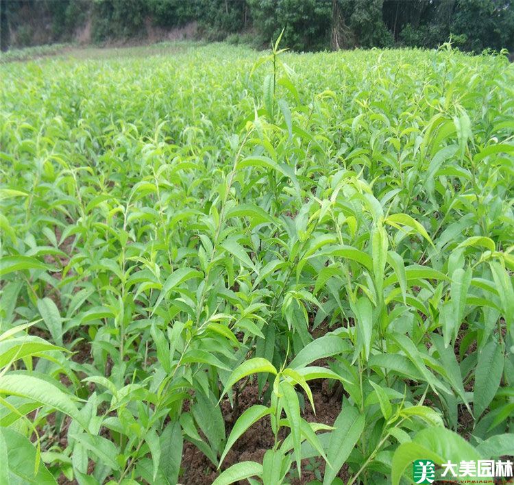 毛桃树