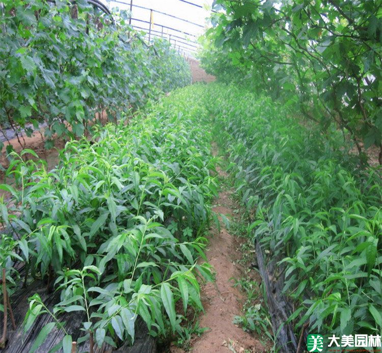 毛桃树