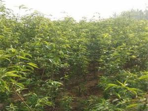 毛桃树 - 毛桃树