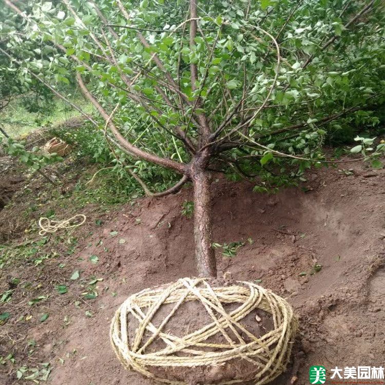绿色梅花