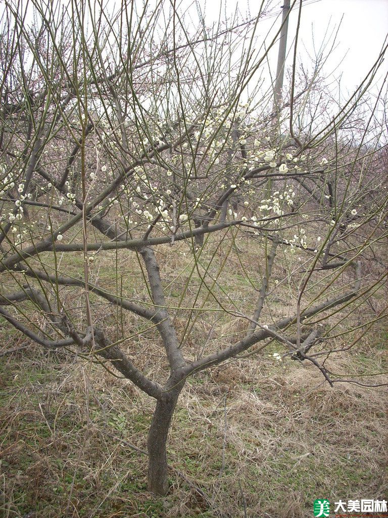 绿色梅花