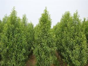 龙柱碧桃 - 龙柱碧桃