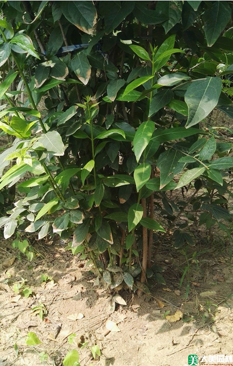 腊梅小苗