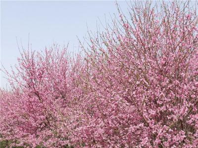 菊花碧桃