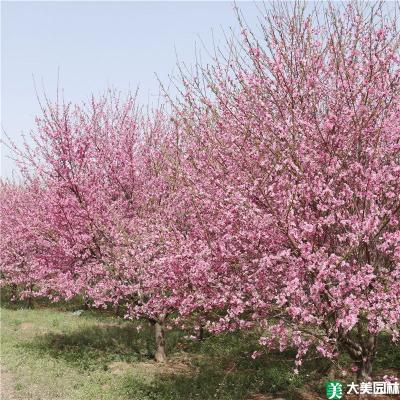菊花碧桃