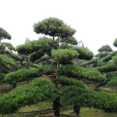 罗汉松