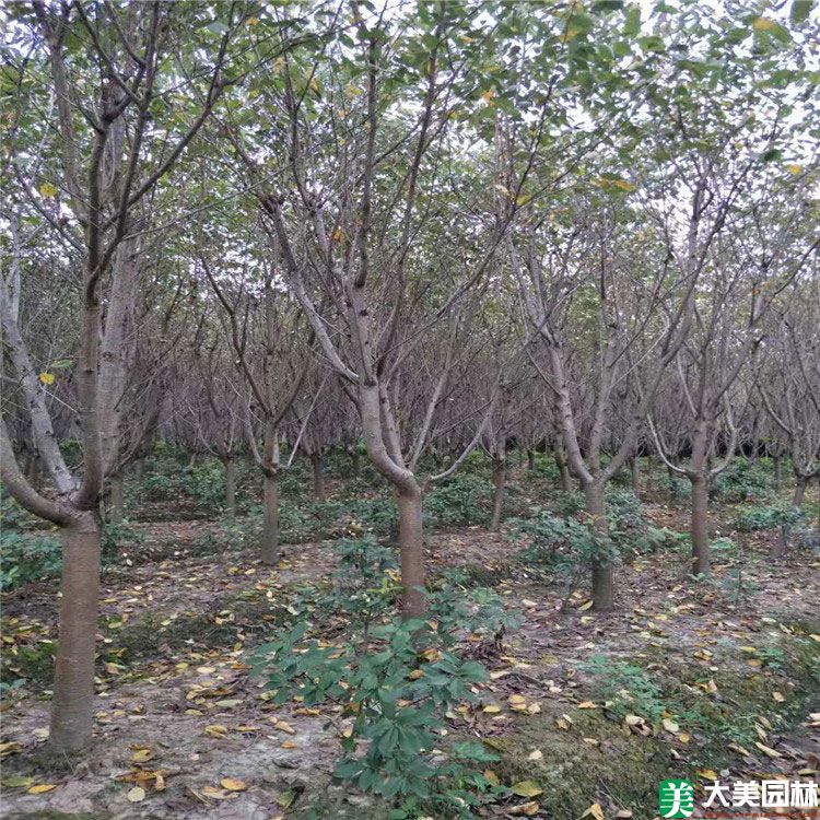 樱花