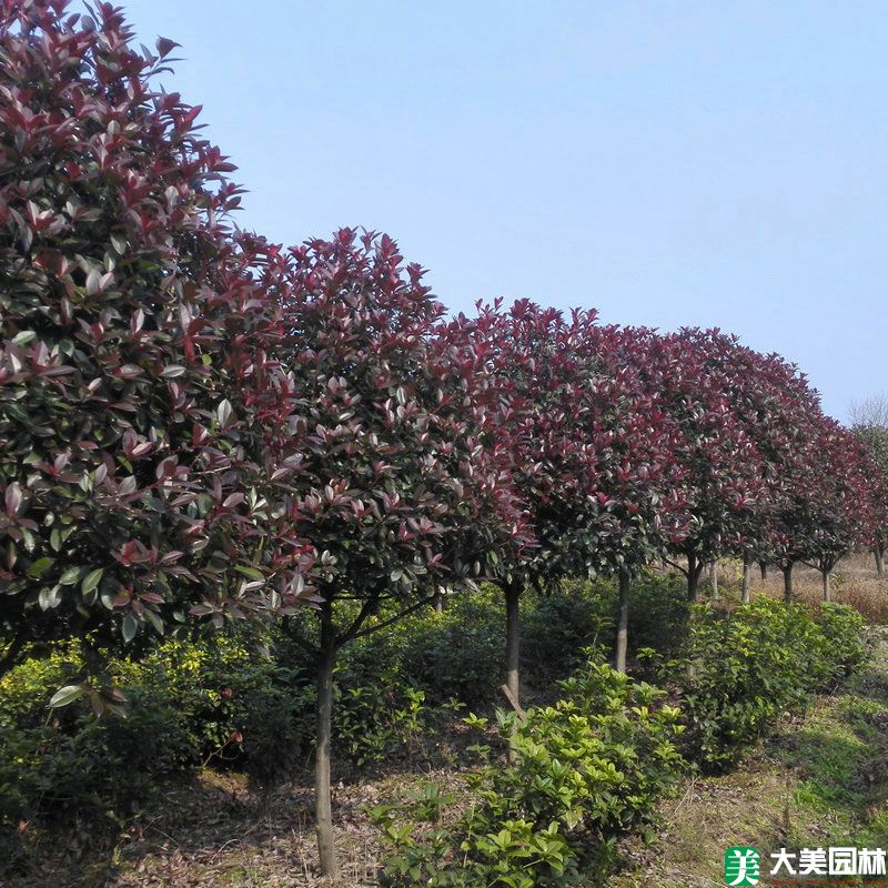 红叶石楠树