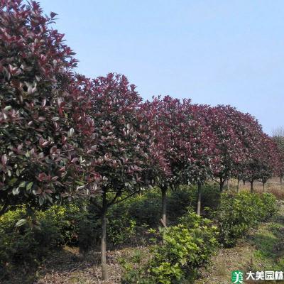 红叶石楠树 - 乔木类