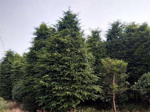 红豆杉 - 红豆杉