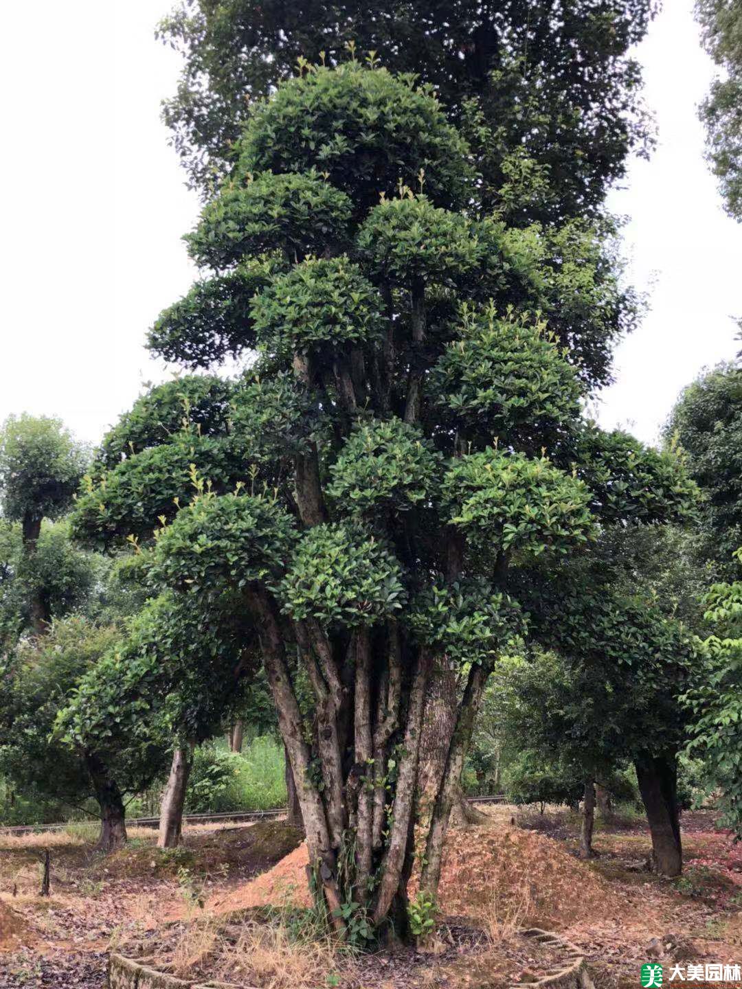 椤木石楠