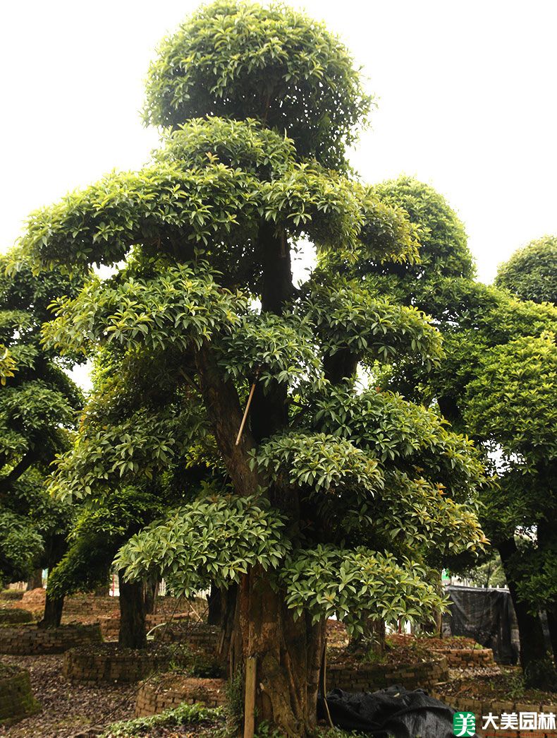 椤木石楠