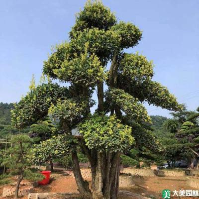 椤木石楠 - 造型苗木