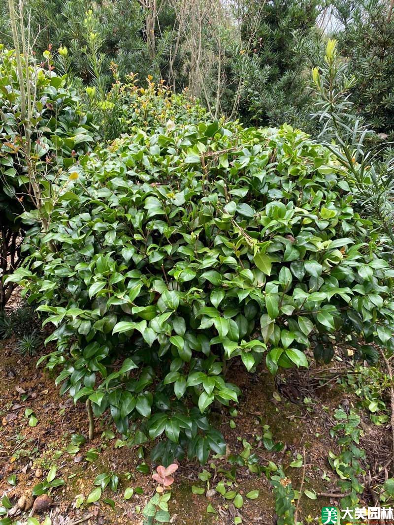 茶花球