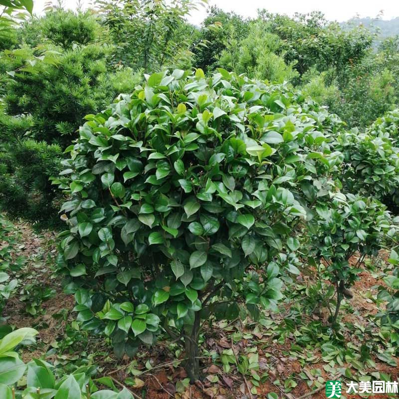 茶花球