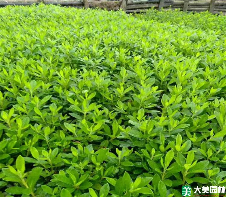 毛杜鹃