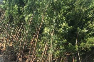 湖南罗汉松苗木基地在哪