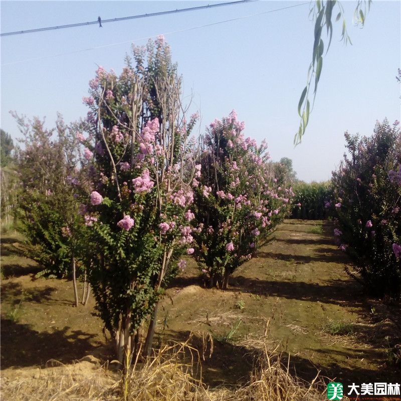 紫薇树