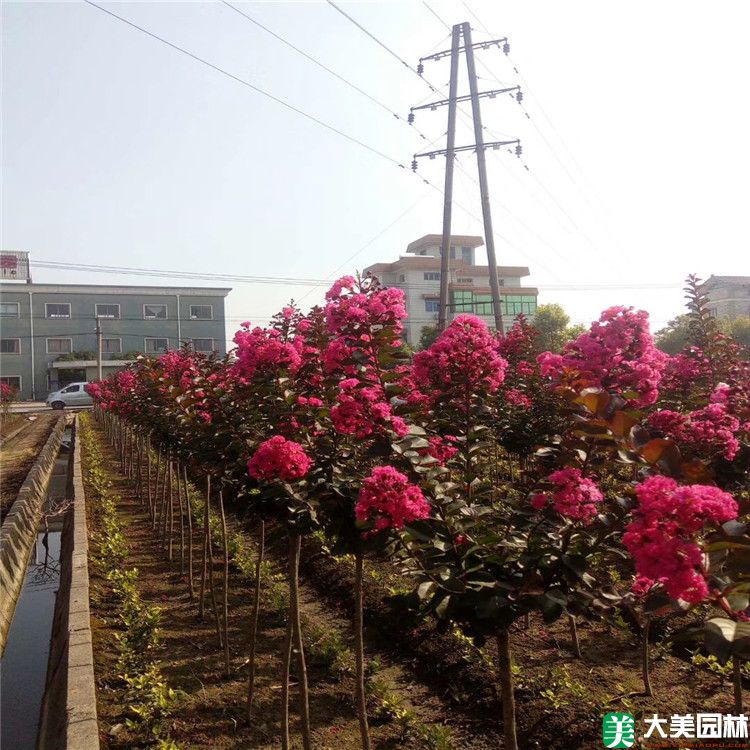 紫薇树