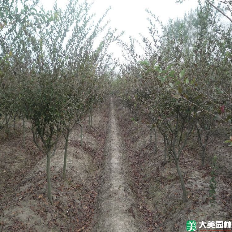 紫薇树