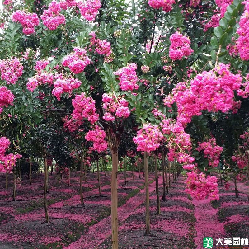 紫薇树