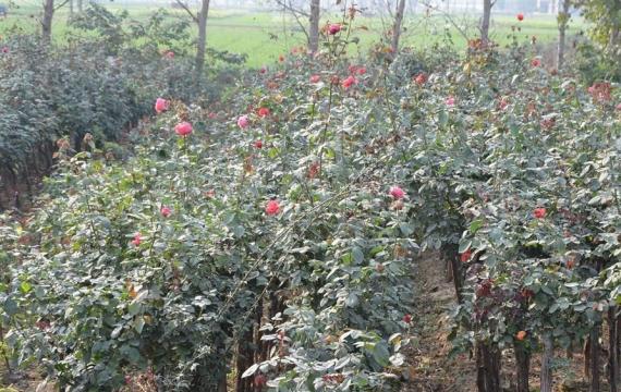 树状月季哪个品种好？