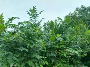 美国凌霄 - 美国凌霄