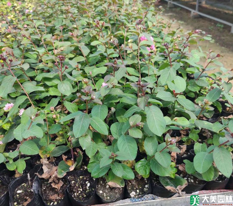 紫薇小苗