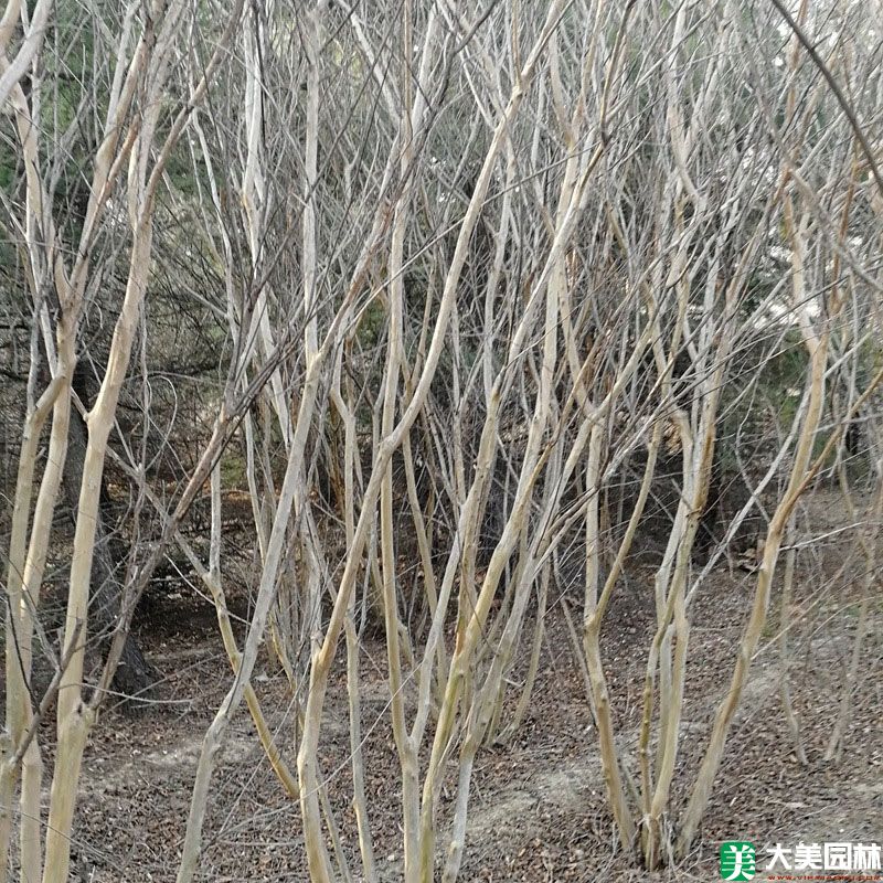 紫薇树
