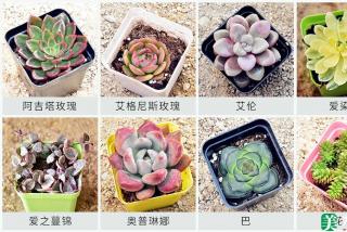 多肉植物栽种诀窍