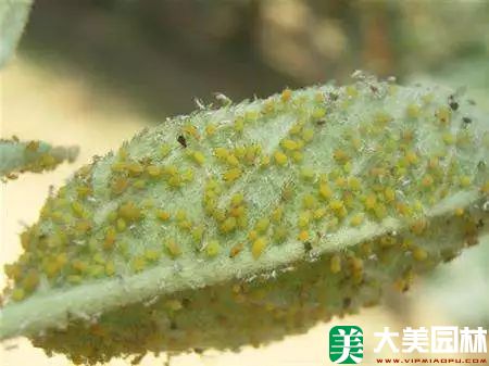 蚜虫