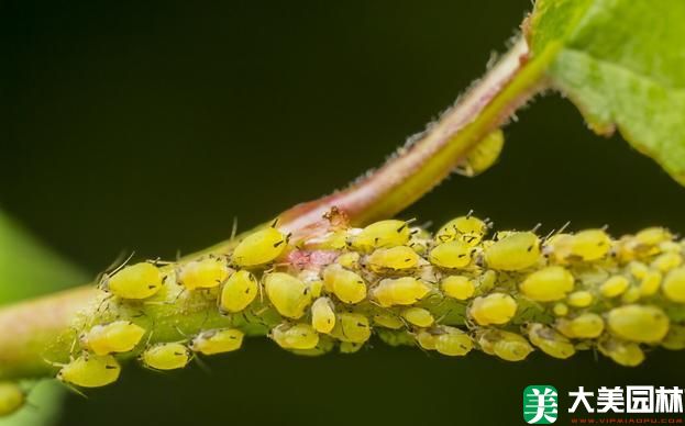 蚜虫