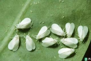 常见林业害虫识别与防治方法