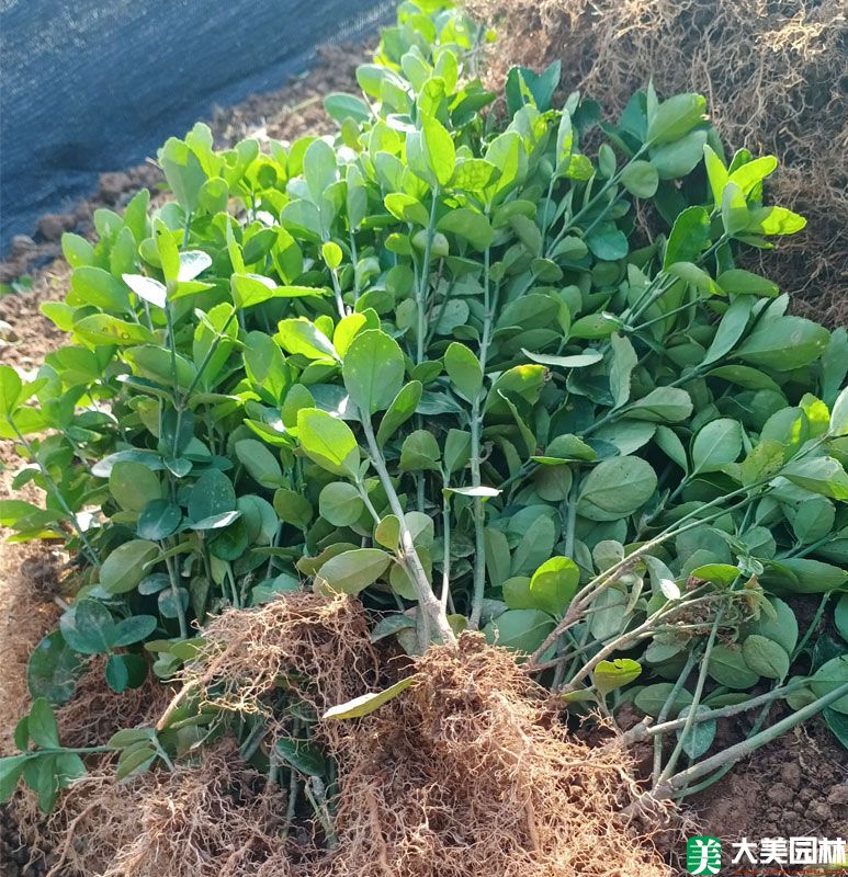大叶黄杨