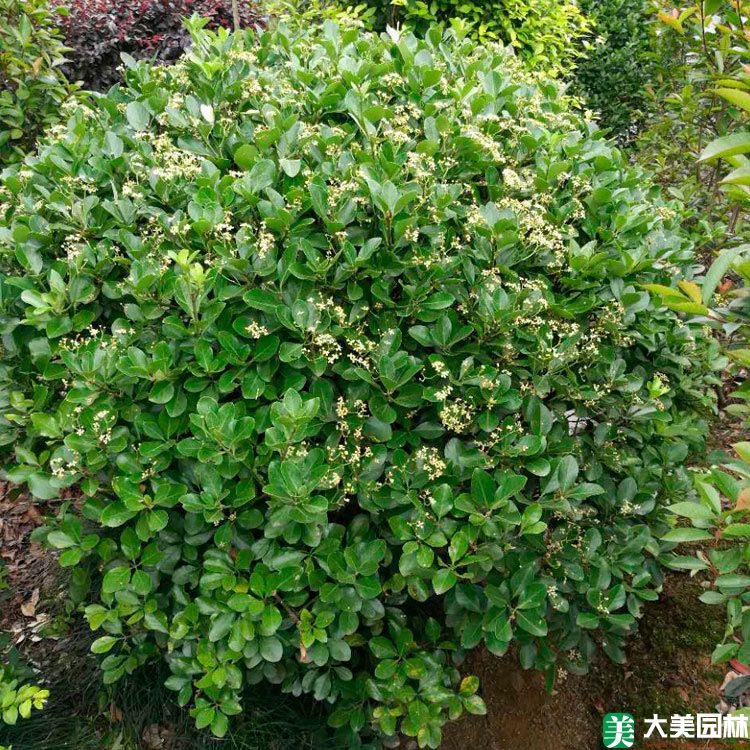 大叶黄杨