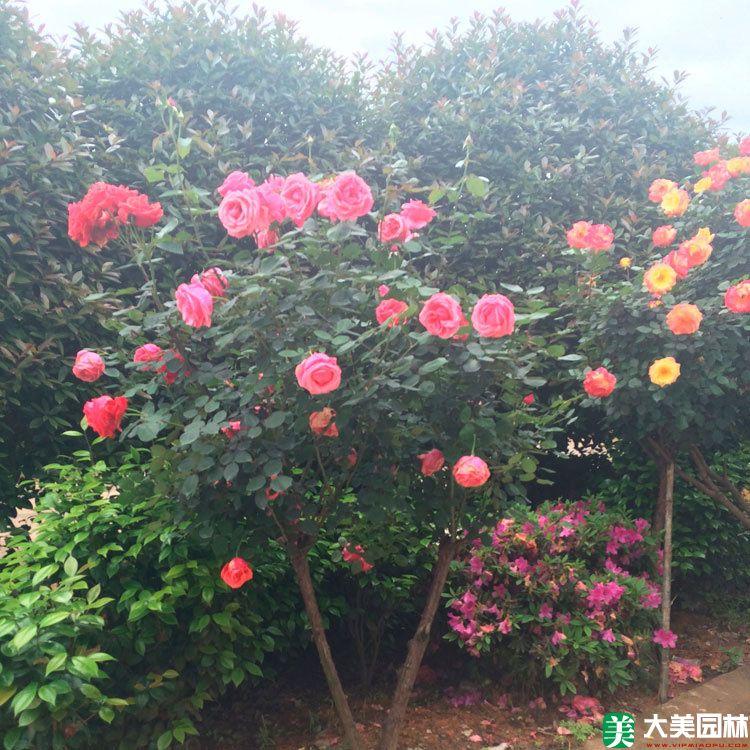 月季花