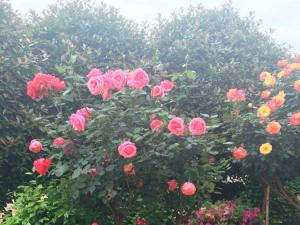 月季花 - 月季花