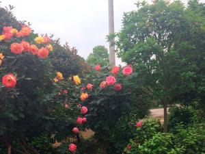 月季花 - 月季花