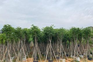 栾树修剪的3个小建议