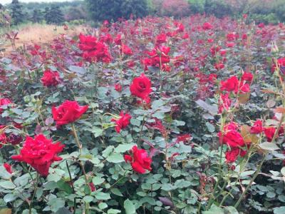 月季花