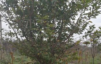 园林绿化树木海棠主要病虫害综合防治