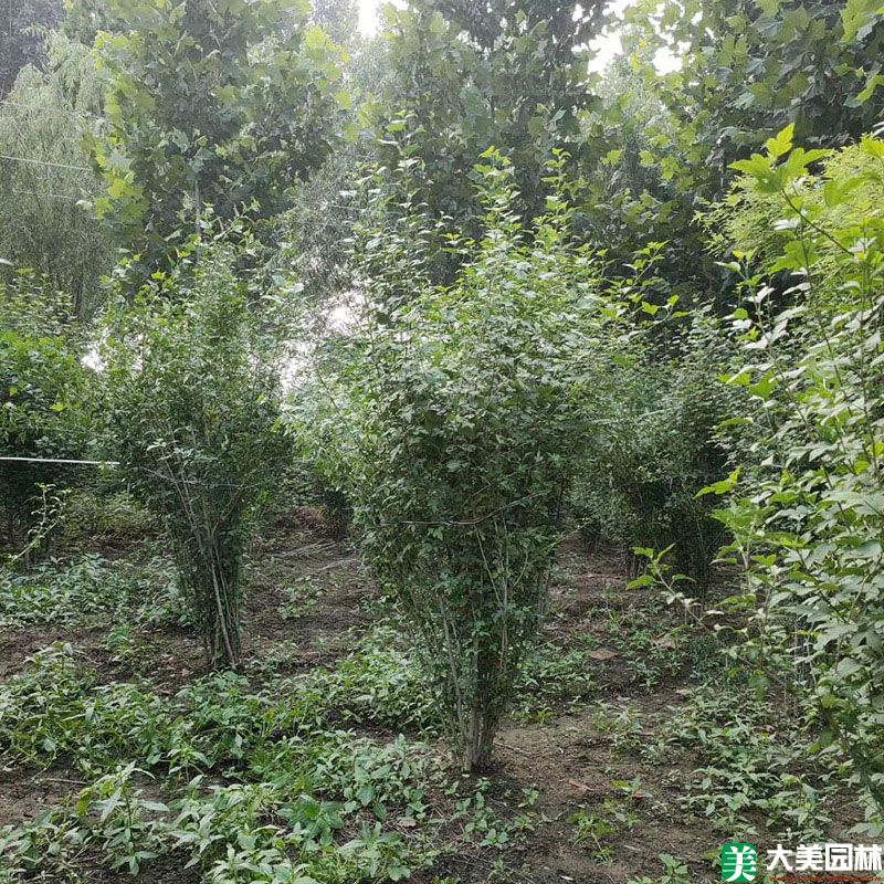 木槿小苗