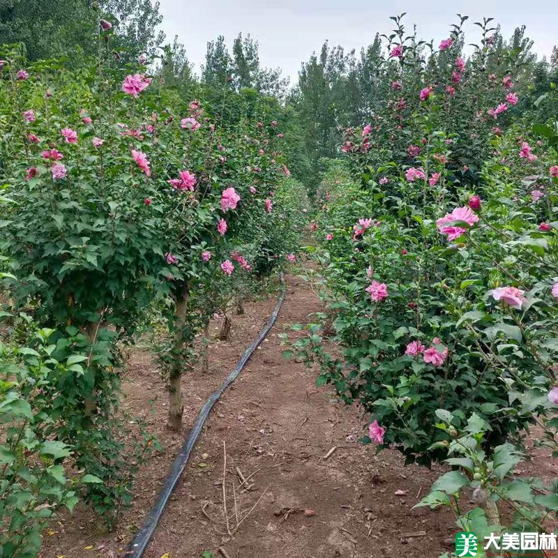 木槿小苗