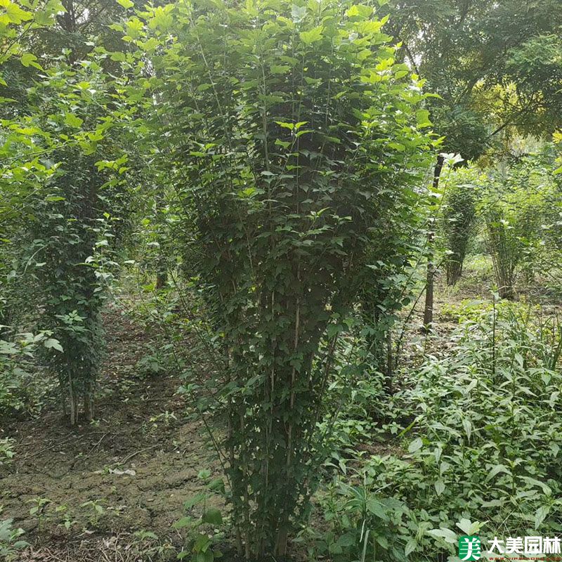 木槿小苗