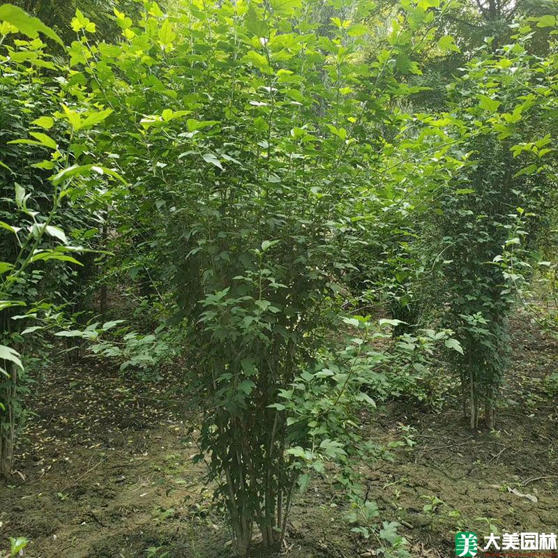 木槿小苗